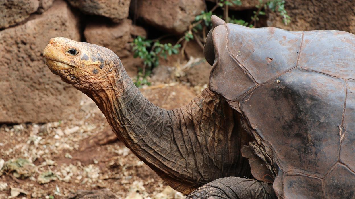 Diego La Tortuga Gigante Que Consiguió Salvar Su Especie En Galápagos Con Mucho Sexo 