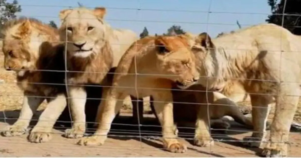 Denuncian la despiadada «industria» de la cría leones en cautiverio para  ser cazados por turistas en Sudáfrica