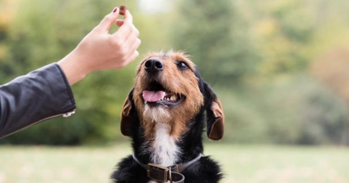 son las golosinas nutro buenas para los perros