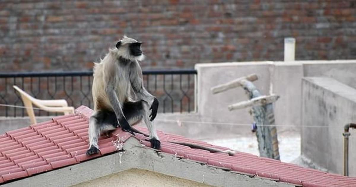 Una niña de 13 años muere en la India al caer de un tejado cuando de un grupo de monos salvajes