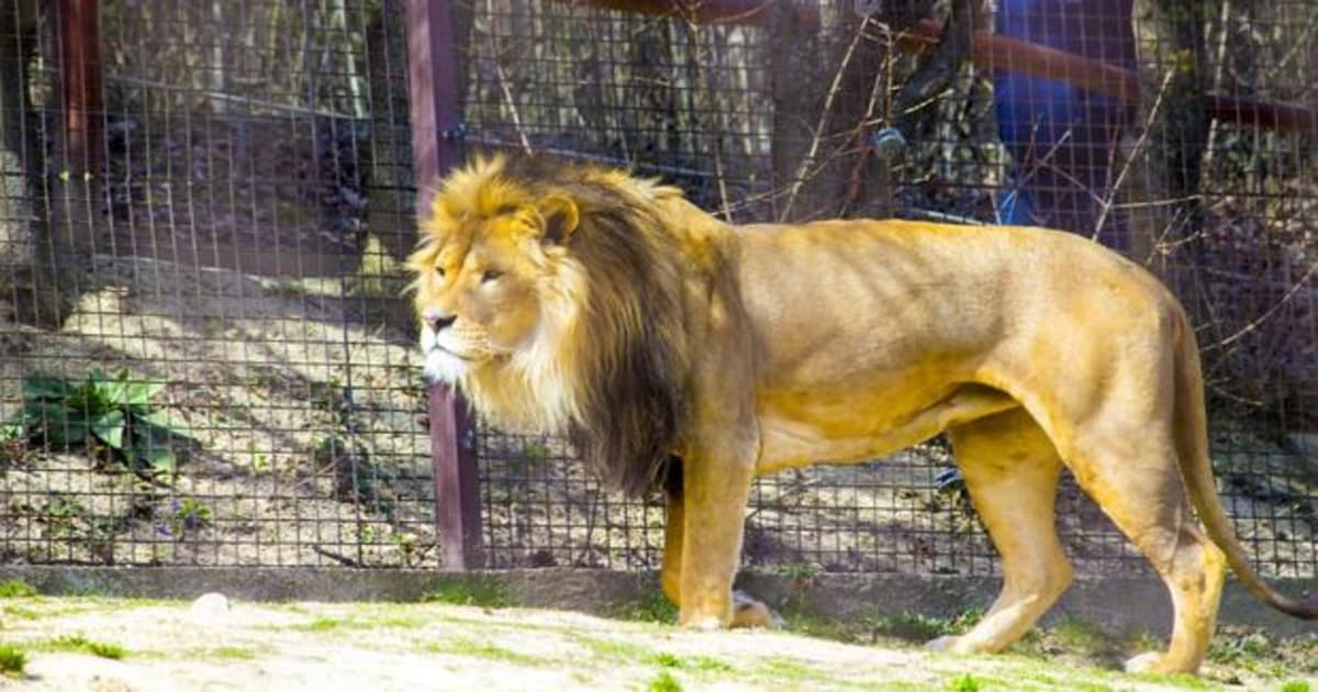 Tres leones se fugan de su jaula en un zoo de Cuba