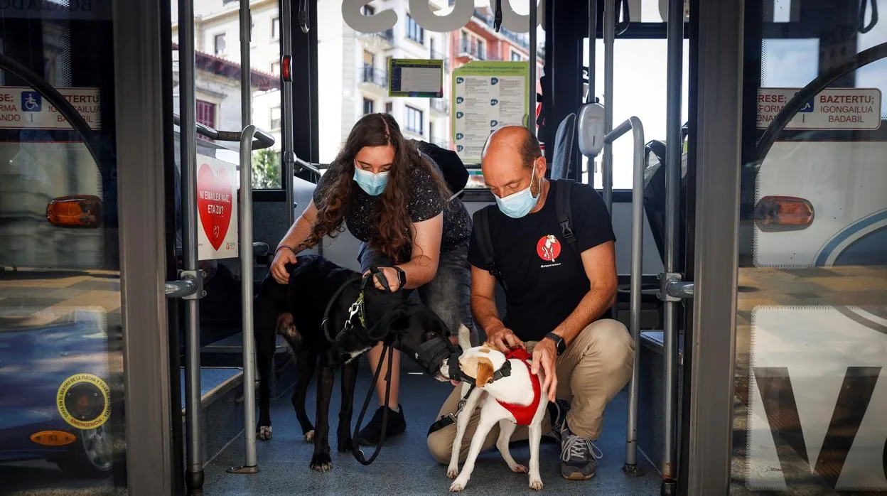 verbo menor Generoso Siete ciudades españolas ya permiten viajar con perro atado y sin  transportín en los autobuses urbanos
