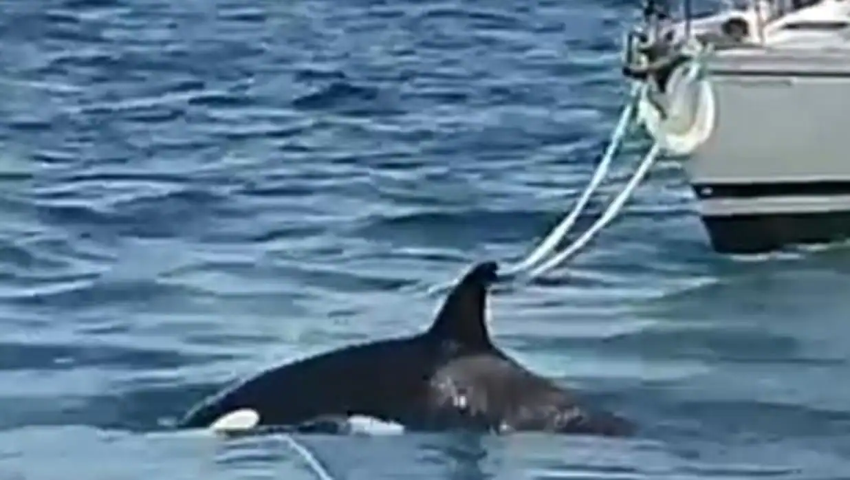 Los Expertos Responden: ¿Por Qué Las Orcas Están 'atacando' A Barcos En ...