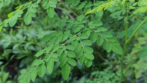 para que es la hierba moringa