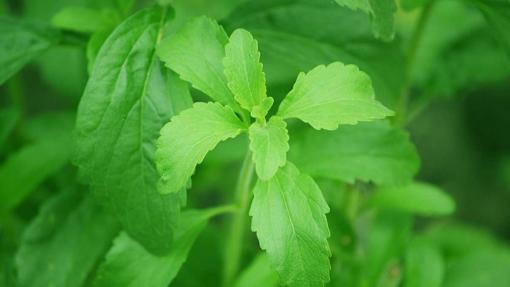 Hojas de la planta Stevia rebaudiana, de la que se extrae la estevia