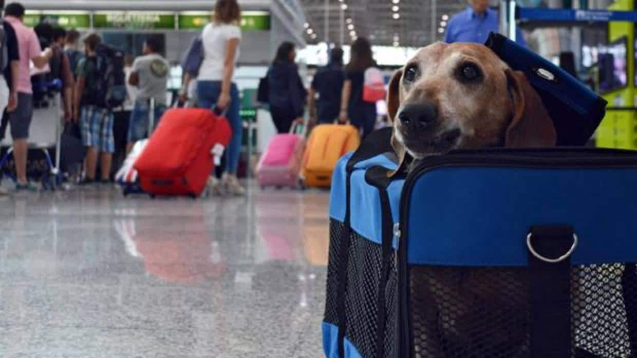 Lo que debes saber si llevar a mascota contigo en el avión