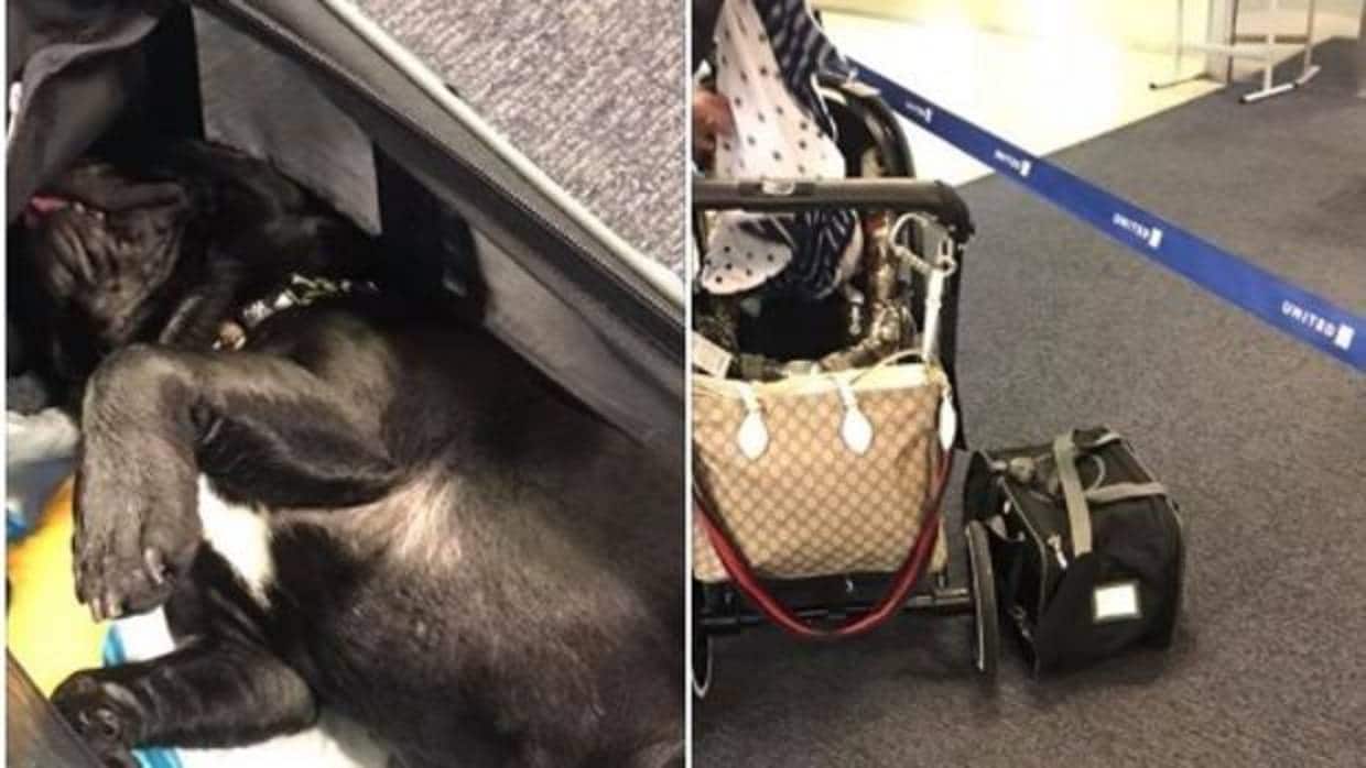 agencia mejilla sensor Muere un perro al que United obligó a viajar con el equipaje de mano en  cabina