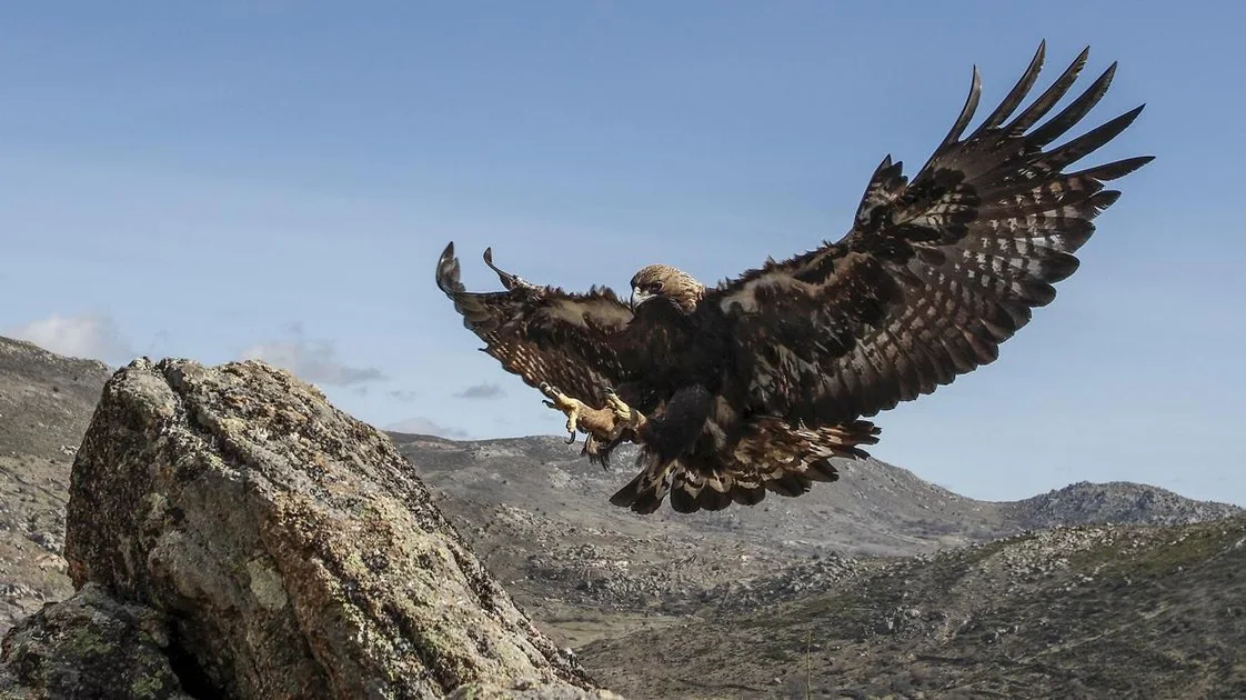 Por qué Salamanca es un paraíso en España para ver aves