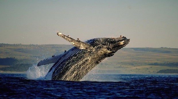 Avistamiento de ballenas en Hermanus, Ciudad del Cabo, Sudáfrica