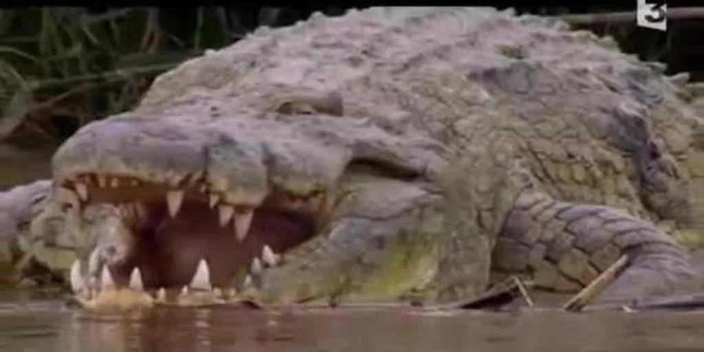 Gustavo, el cocodrilo «devorador de hombres» que mató a cientos de personas