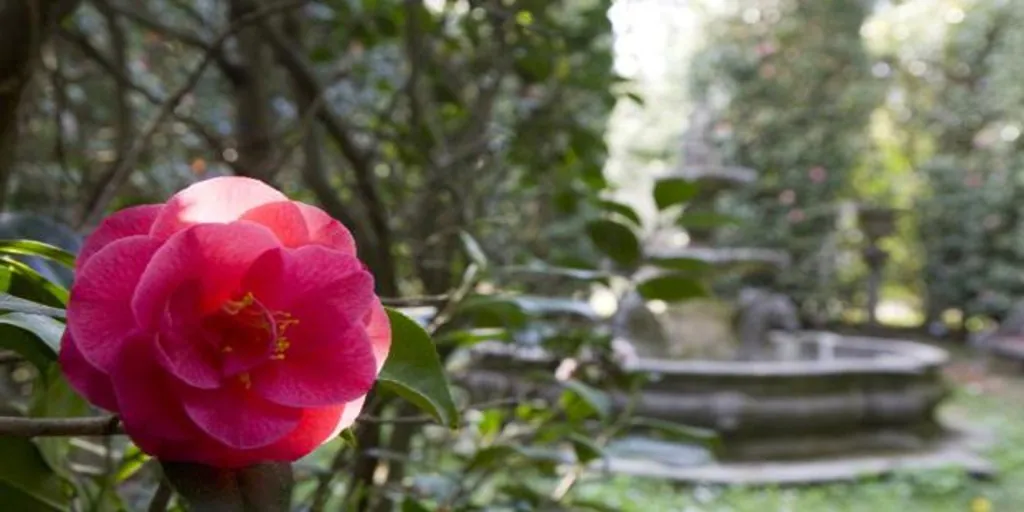 Siete pazos de Galicia donde florecen las mejores camelias del mundo