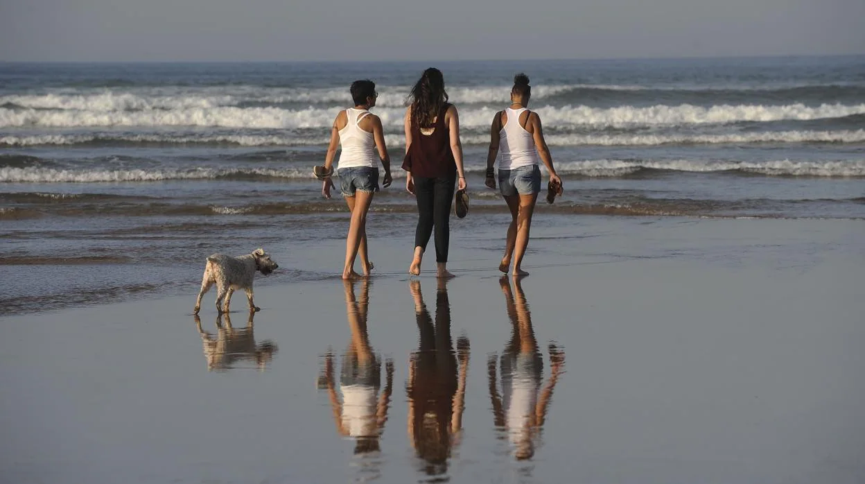 violación vida Educación moral Diez de las mejores playas de España para ir con perro este verano