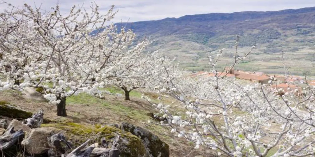 Descubre el Valle del Jerte y sus cerezos en flor - Casa Rural