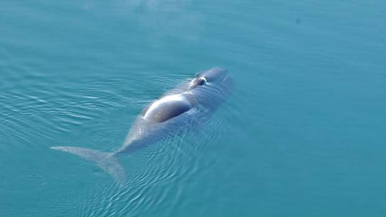El diverso repertorio vocal de la ballena boreal