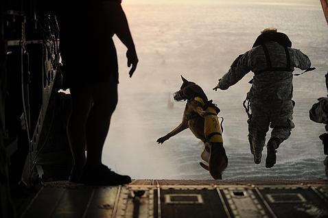 El perro que capturó a Bin Laden